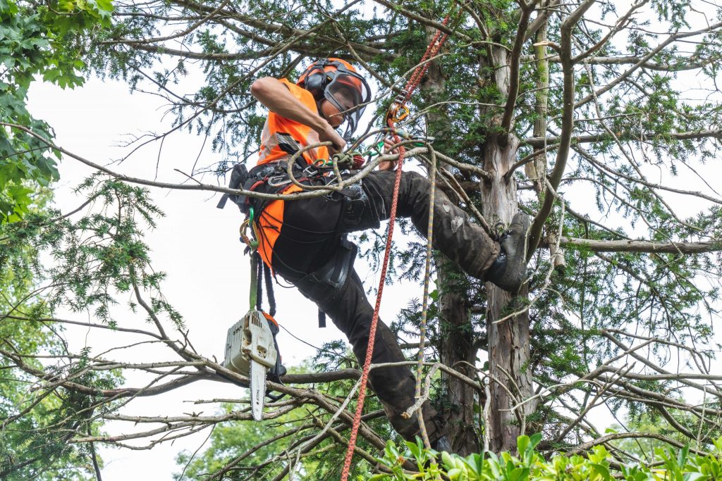 Reliable Tree Pruning by tree surgeon Heald Green Certified Specialists
