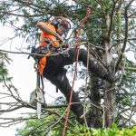 Reliable Tree Pruning by tree surgeon Heald Green Certified Specialists