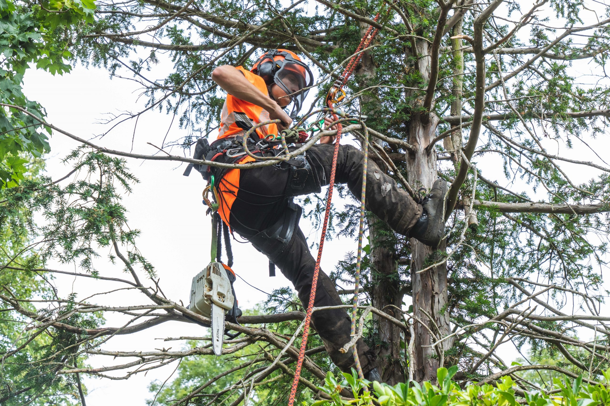 Reliable Tree Pruning by tree surgeon Heald Green Certified Specialists