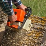 Tree Removal Service Mobile for Professional Tree Management