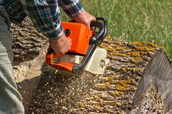 Tree Removal Service Mobile for Professional Tree Management