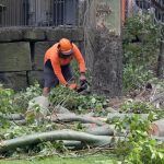 Professional Tree Service Auburn for Reliable Property Care