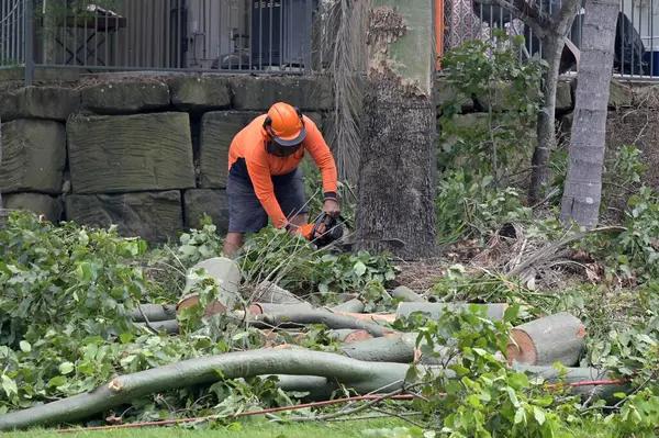 Professional Tree Service Auburn for Reliable Property Care